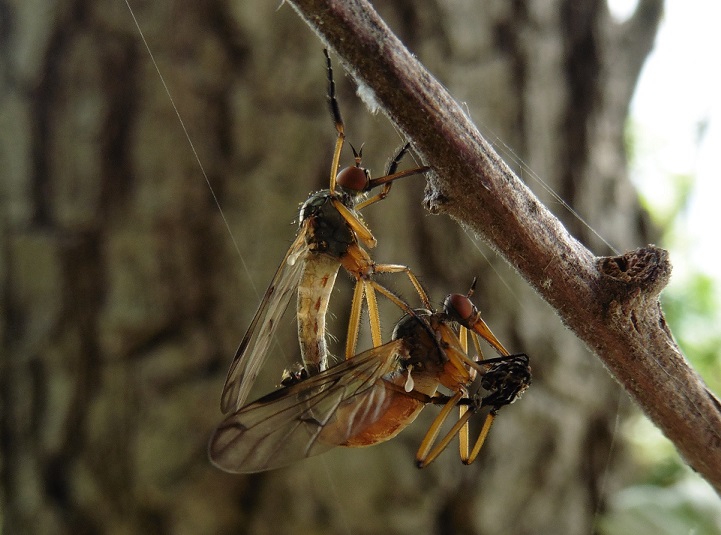 Empis sp. in accoppiamento con preda